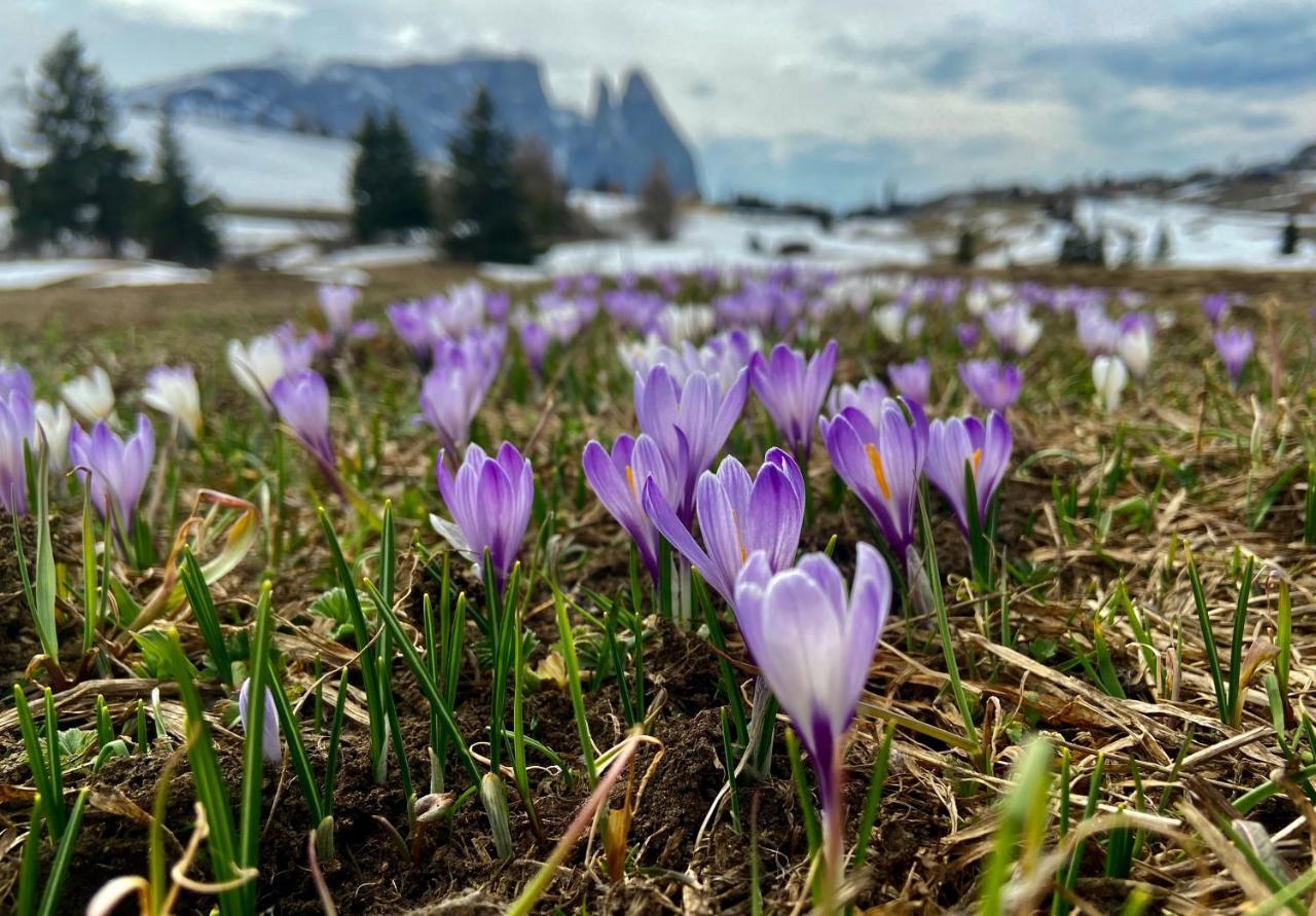 Cesa Vedla - Quite And Cozy Alpine Escape Ортизеи Экстерьер фото